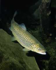 Brown Trout Underwater Photo at Fly Fishing for Brown Trout